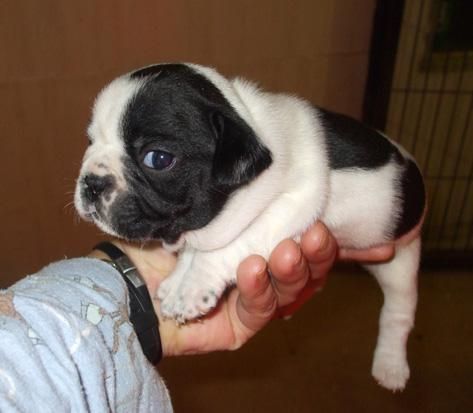 bulldog frances vaquita y blanco portadores de fawn