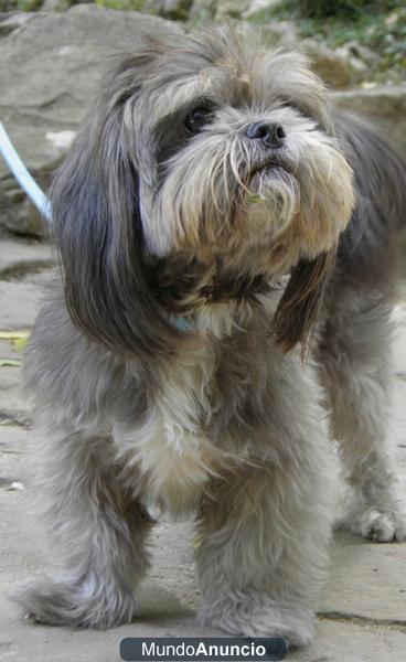 Busco perra shih tzu para cruzar