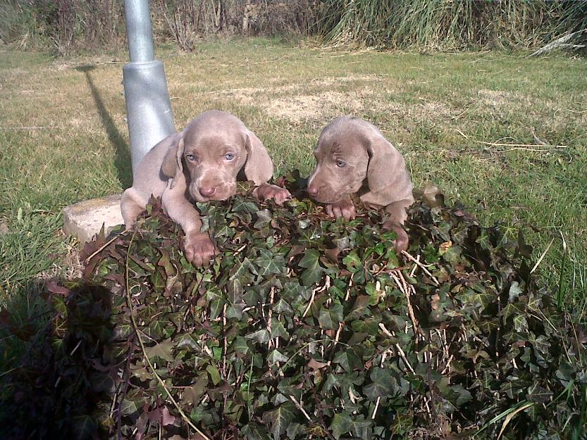 cachorros de braco de weimar