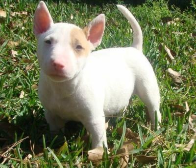 Cachorros pitbull blanco