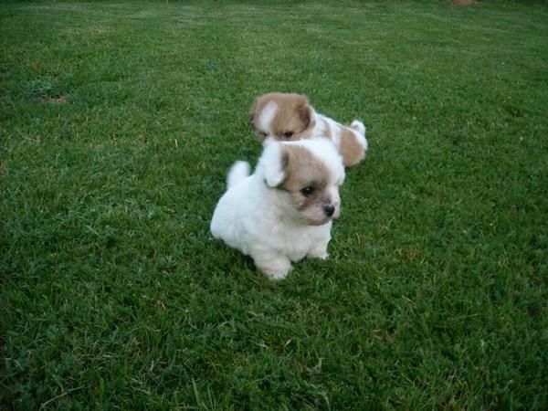 Coton de Tulear