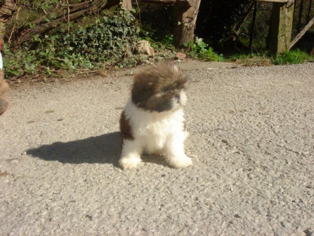 precioso cachorro shihtzu