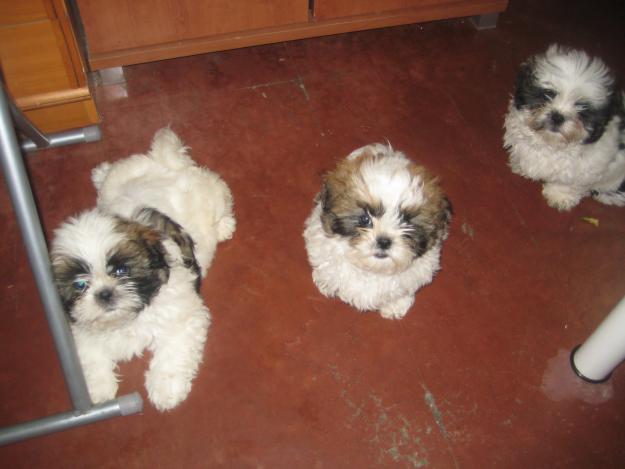 SE VENDEN CACHORROS DE SHIHTZU