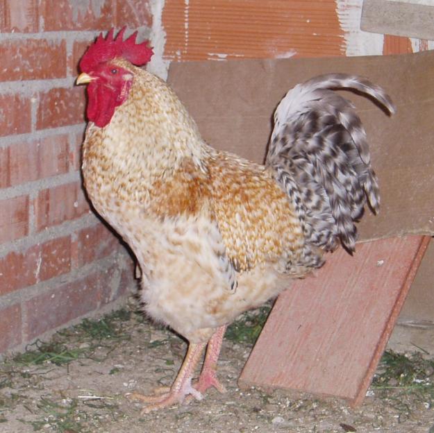 se venden  gallinas razas .