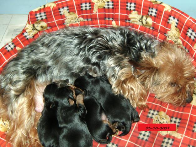 yorkihire terrier en venta