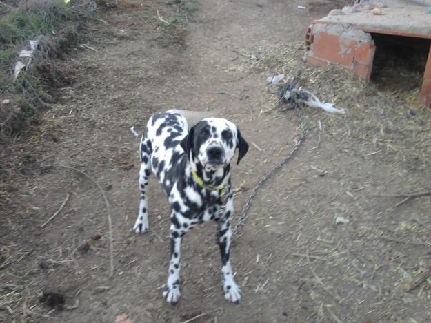 Dalmata muy cariñoso