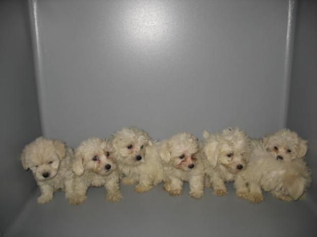 BICHON MALTES 290 Euros..