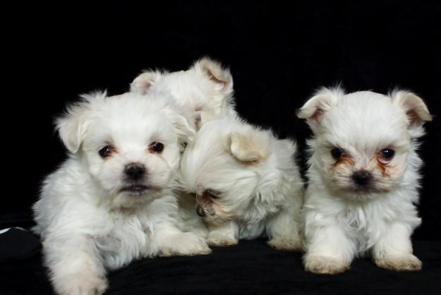 Cachorritos de bichon maltes