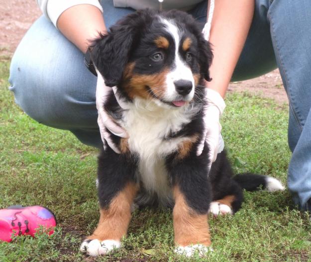 cachorros boyero de berna