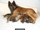 cachorros de pastor belga tervueren - mejor precio | unprecio.es