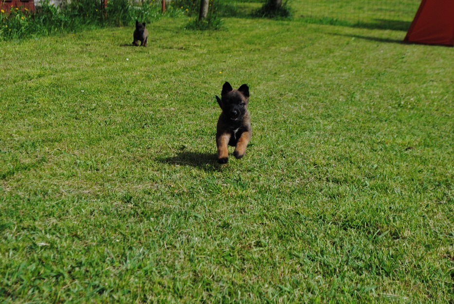 excepcional camada de p. belga malinois