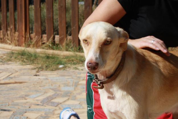 NEWMAN, CRUCE DE PODENCO ANDALUZ EN ADOPCIÓN