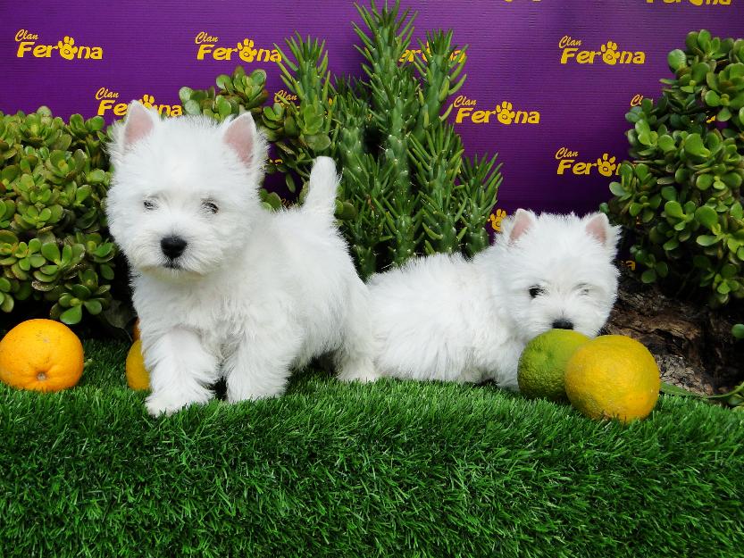 Preciosos cachorros.