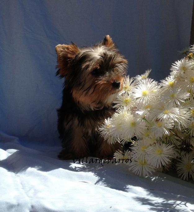 yorkshire terrier