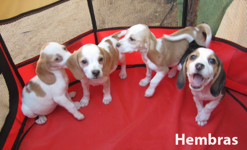 Beagles bicolores y tricolores con pedigri en oferta