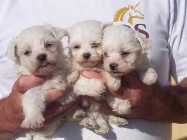 camada bichon maltes pedigree nacional