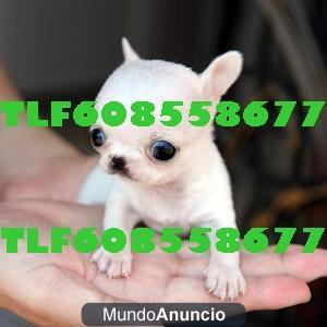 chihuahua toy 390€ tlf608558677