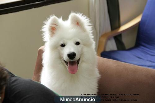 Hermosos SAMOYEDO en venta!!n: