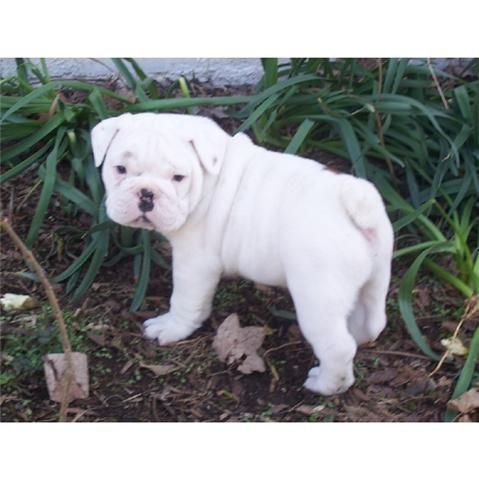 Libre cachorro BULLDOG INGLES