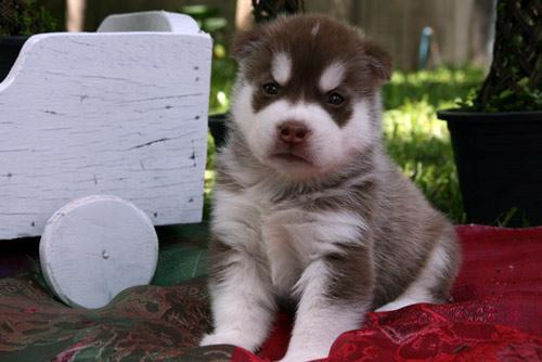 Por motivo de viaje husky siberiano barato