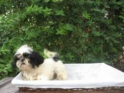 SHIH TZU DE MUY BUENA CALIDAD 290 EUROS