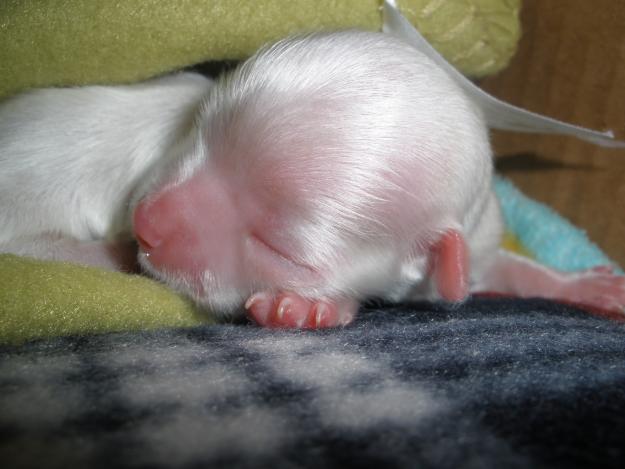 Vendo cachorrito bichon maltes miniatura