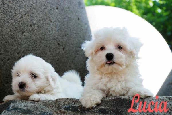 Bichon maltes ¡ que camada !