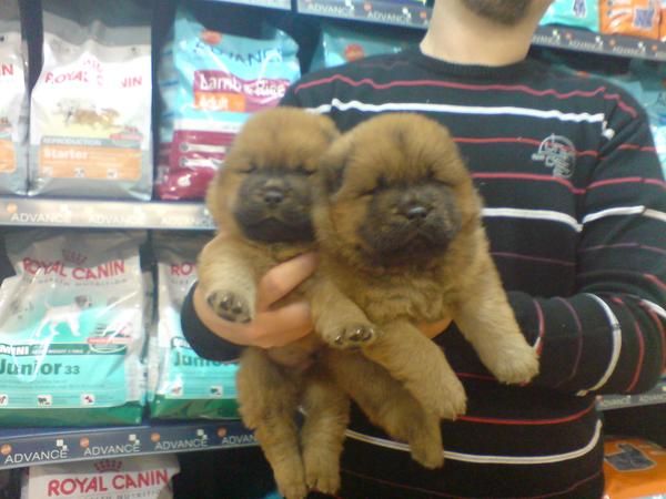 CACHORRITOS DE CHOW CHOW, PRECIOSOS 300 EUROS