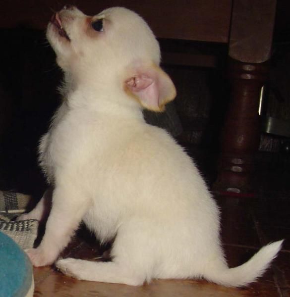 CHIHUAHUA BLANCO PELO CORTO MACHO