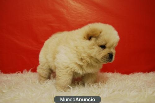 chow chow blancos y rojos excelentes cachorros para tu hogar