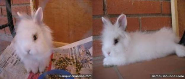 Conejos angora