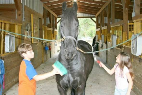 Deporte caballo Frisón registrados para la venta.