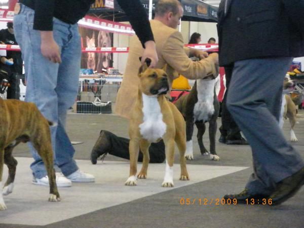 Excelentes cachorros American Staffordshire Terrier