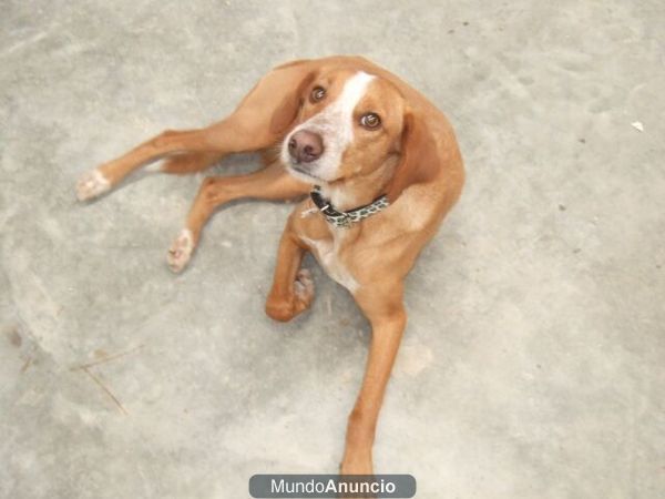 LULA, joven y  cariñosa ... ADOPTA LA COMPAÑERA PERFECTA