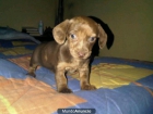 OFERTA CACHORROS TECKEL DORADOS - mejor precio | unprecio.es