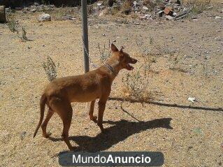 podencos andaluces