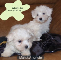 Preciosa camada de Bichon MAlTES ¡QUE CACHORROS!