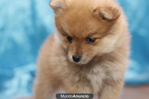 Regalo,Camada lulú de pomerania