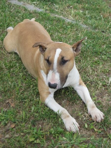 bull terrier busca novia