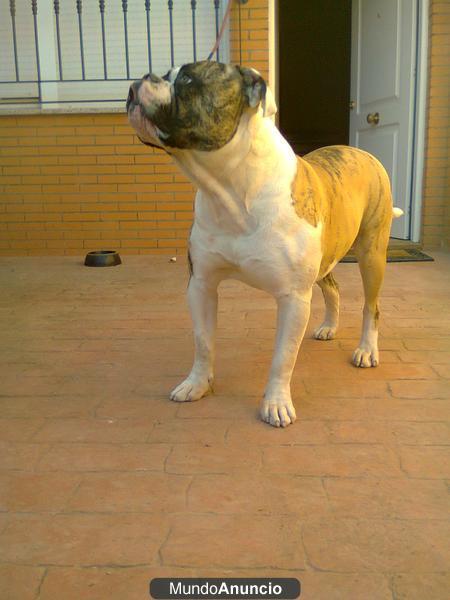 bulldog americano para montas