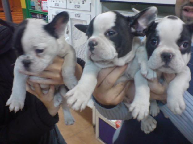 CACHORROS DE BULLDOG FRANCES, VARIEDAD DE COLORES 590 EUROS