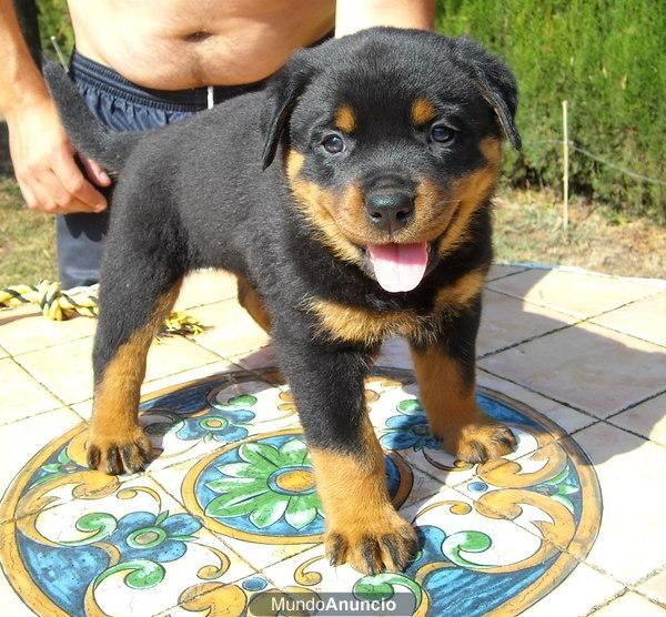 Rottweiler cachorros con mucho hueso. Precio 400 euros