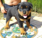 Rottweiler cachorros con mucho hueso. Precio 400 euros - mejor precio | unprecio.es