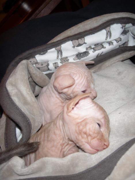 venta Sphynx