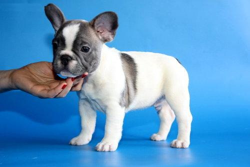 Cachorros de bulldog francés