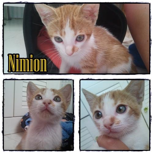 Ninion, bebe abandonado en adopción