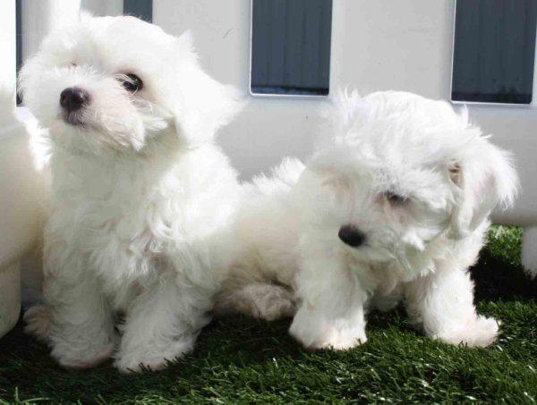 Bichon maltes, impresionantes cachorros