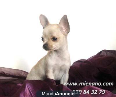 CHIHUAHUAS MINI EN VENTA, CRIADERO ESPECIALISTA DE ESTA RAZA