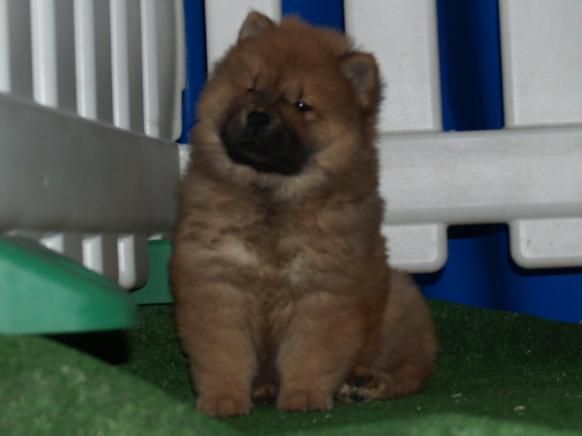 Impresionante camada de Chow-chow, urge vender