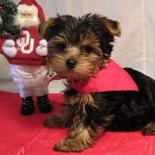 Travesura Yorkshire Terrier (taza) cachorro para su familia en Navidad